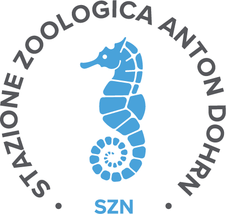 SZN Academy Learning